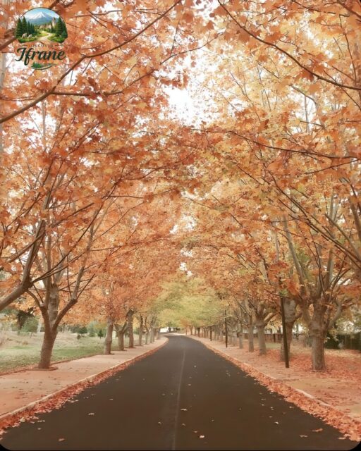 POV: You found the Golden Path. 🍂🧡 When autumn arrives, Ifrane transforms into a vibrant tunnel of orange and gold. 🍁 This is the side of Morocco people don’t expect! 🌲✨
​Tag your favorite road-trip partner! 👇🚗
​
#Ifrane #DiscoverIfrane #Morocco #VisitMorocco #AutumnInMorocco #FallFolliage #AutumnVibes #RoadTripMorocco #NatureLovers #TravelGram