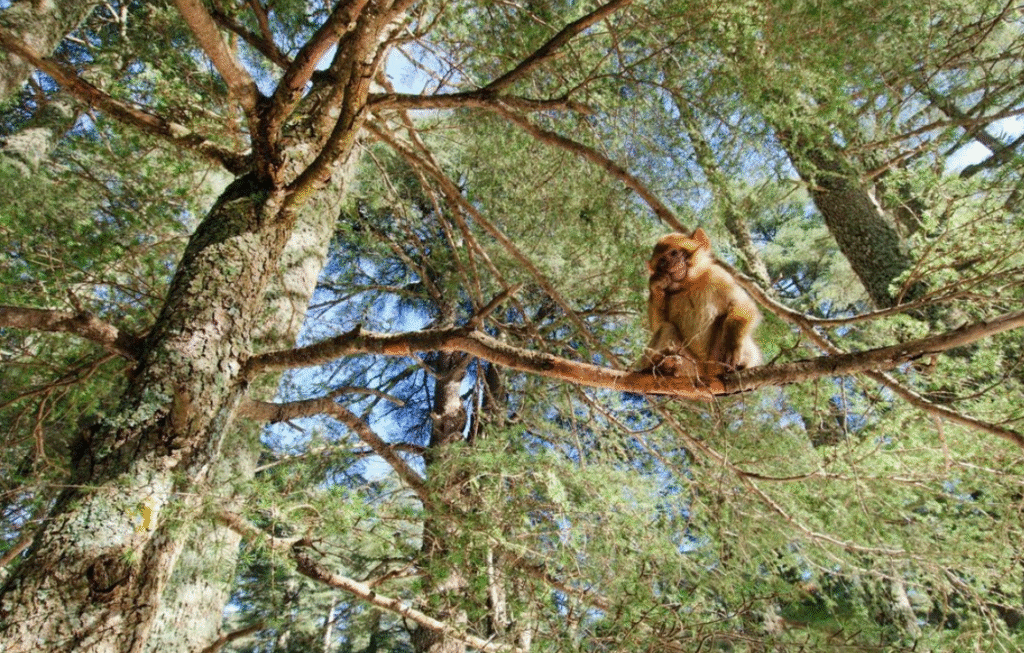 3-Day Itinerary in Ifrane A Barbary macaque sitting peacefully on moss-covered ground in Ifrane’s Cedar Forest, surrounded by towering ancient cedar trees.